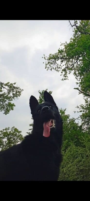 Alman çoban iti, Erkek, Peyvəndli