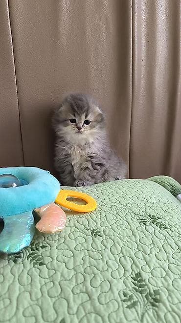 cutlesdirmek ucun pisik: Britan, Yaxşı əllərə — 1