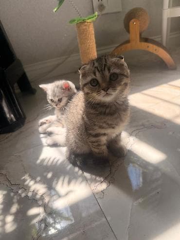 heyvan: Şotland fold balaları – qızıl rəng çalarlarında - Cins: Scottish Fold — 4