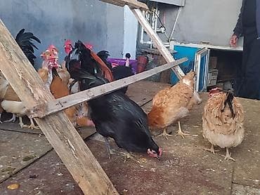 cuce satisi 2020: Sağlam yumurtlayan kənd toyuqlari satılır her biri 16m maraqlanan — 5