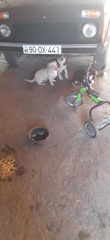 ekskavator satisi kreditle: Uşaq skuterinin gövdəsi və hissələri - Rəng: yaşıl-qara, sapı mavi - — 2