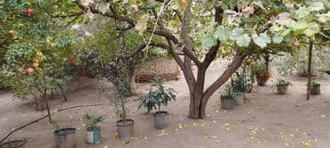 xacmazda dasinmaz əmlak: 2 otaqlı, 70 kv. m, Kredit yoxdur, Orta təmir — 8