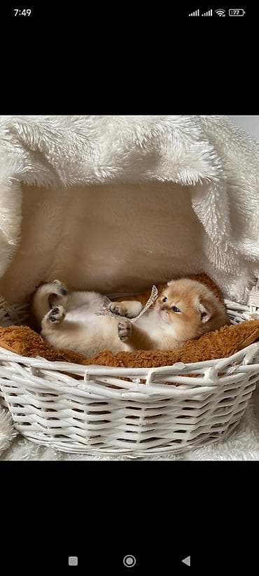 ucuz heyvanlar: Qızıl şinşilla, Erkək, Dişi — 7