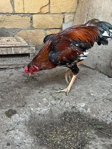 İtlər: Məhsul: Qırmızı-qara rəng çalarında yerli döyüş tipli Heyratı xoruz — 2