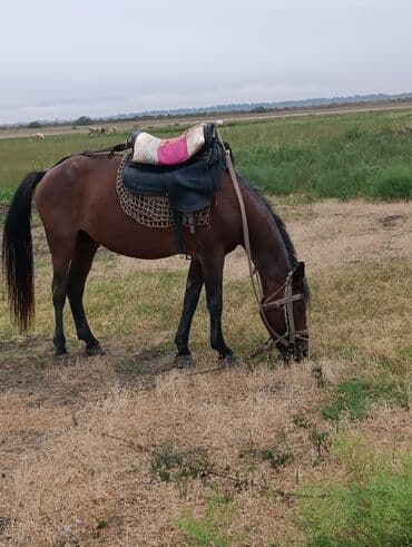 сколько стоит лошадь в азербайджане: Самка, лет: 7, Самовывоз — 3