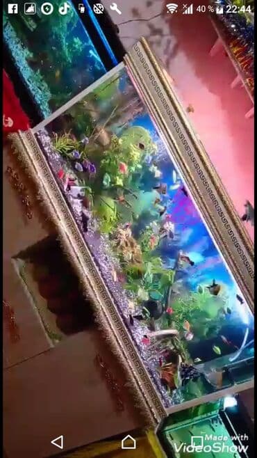 аквариум баку: Balıqlarla birlikdə, 277 l, Ünvandan götürmə — 1