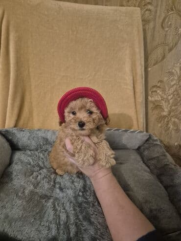 erkey quzular: Pudel, 2 ay, Erkek, Peyvəndli — 4