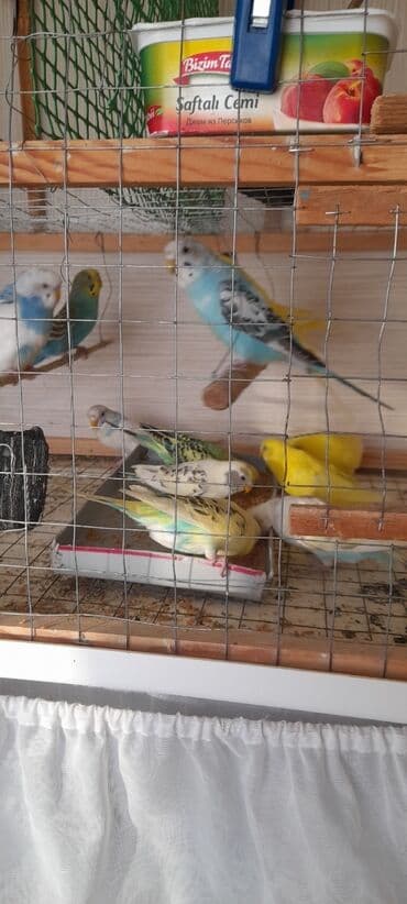 купить аквариум в баку: Topdan 10 manat qiymət sondu — 5