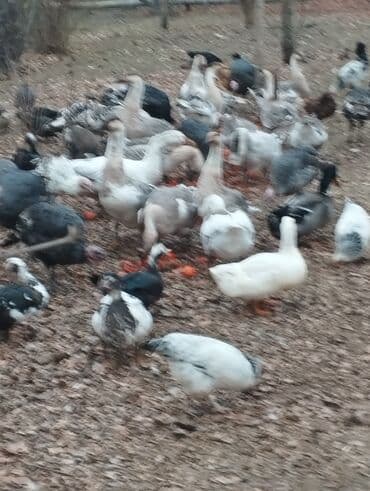 Продажа птиц