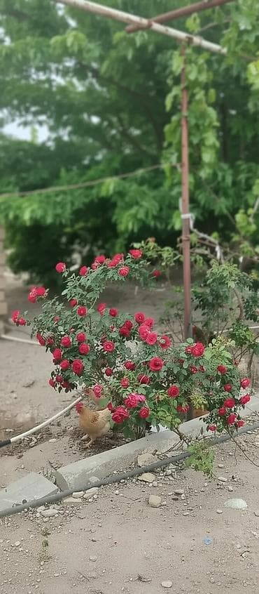 temirsiz ev: Zeynalabdin Tağıyev, 132 kv. m, 4 otaqlı, Hovuzsuz, Qaz, İşıq, Su — 1