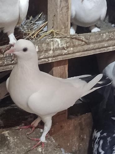 Heyvanlar üçün mallar: Cins göyərçinlər – dekorativ və uçuş üçün Hər birinin öz qiyməti var — 9