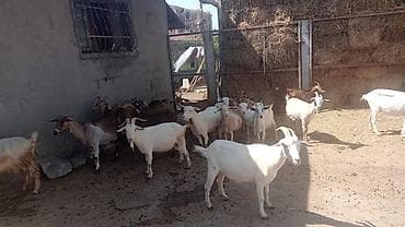 теке: Ağ keçilər Sənan və Alpin qarışığıdır. Kariçnivilər sənan və hələb — 7