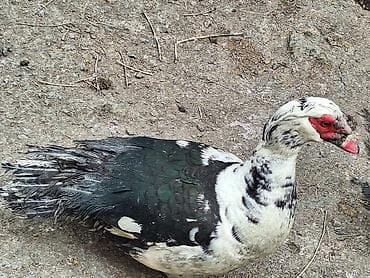 Quşlar: Musk ördəyi – qarışıq rəngli (ağ-qaranlıq ləkəli) lələk örtüyü — 1