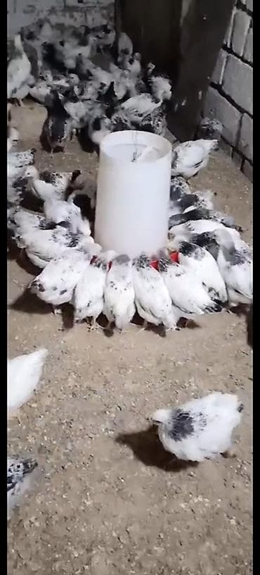 Toyuq cücələri, Ətlik