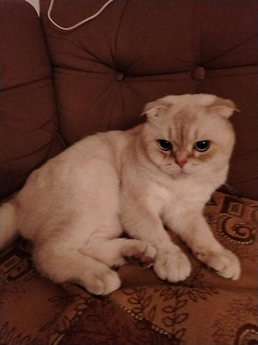 pişik yuvası: Şotland yastı qulaq, Erkək, Cütləşmə üçün — 1