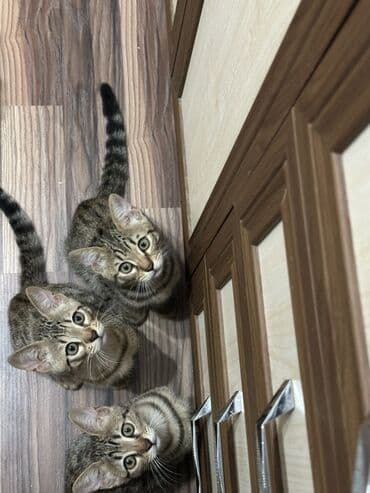 где можно купить котенка: Benqal, Erkək, Dişi, Yaxşı əllərə — 4