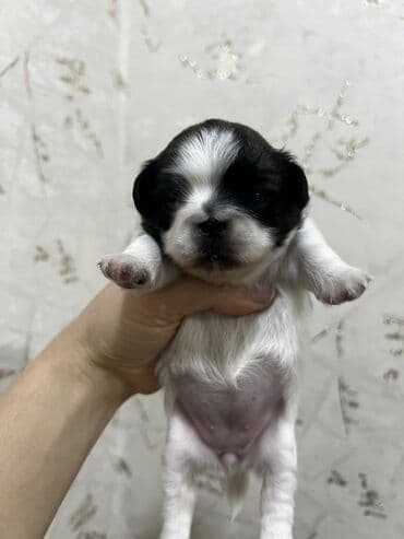 doyus itleri: Pekines, Dişi, Ünvandan götürmə — 7