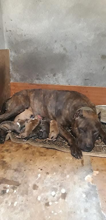 barter itle: Pitbul — 1