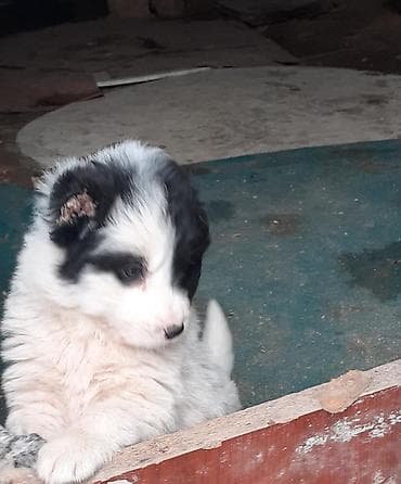 barama qiyməti: Qafqaz çoban iti, Dişi — 9