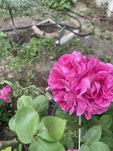 jasmin gulu: Güllü dekorativ – parlaq çəhrayı, iri və çoxqatlı, ətirli qızıl gül — 5