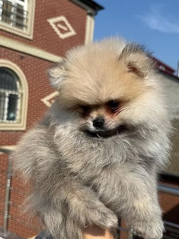 husky balası: Şpitz, Erkek — 3