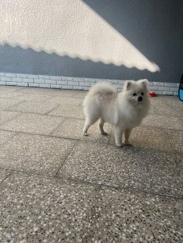 Zaslonkalar: Spıts satılır.8aylıq.butun peyvendlerı olunub qurd bıt bıre dermanı — 5