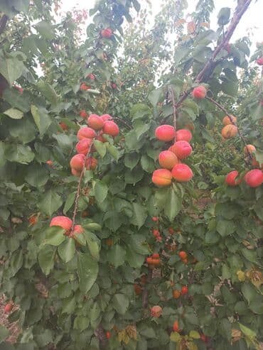 zeytun satışı: Ərik Tingləri . "Saglam Tinglər Saglam Bagçiliqin Təminatidir"🌱 Yeni — 10