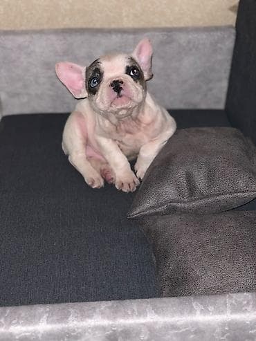 fransiz buldog: Fransiz buldoq 2 ayligdi — 1