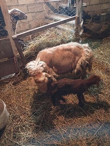 Mal-qara: Salam əkiz balalar hər ikisi dişidir.tək bala olan erkəkdir.hər 3 — 3