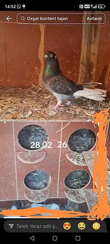 Dunen qaladan qacib heyvan kesikdedi kime duwubse ozume satsin aliram lalafo.az -da Dunen qaladan qacib heyvan kesikdedi kime duwubse ozume satsin aliram