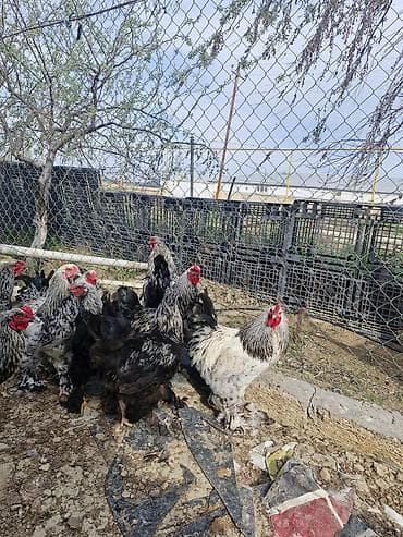 brama cuceler: Toyuq, Brama, Damazlıq — 1