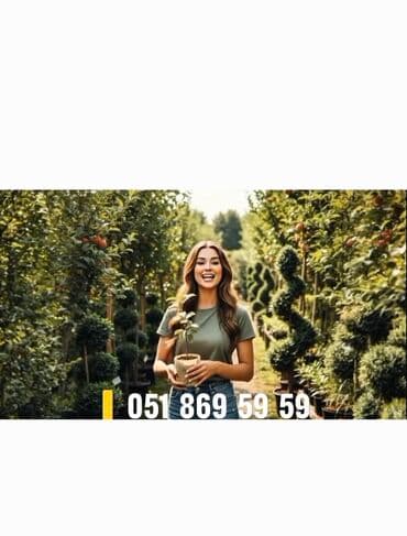 xiyar toxumu satisi: ​🌿 SAQİ TİNGÇİLİK: Bağınıza Həyat Verin! 🌿 ​Tərtər keyfiyyəti bütün — 1