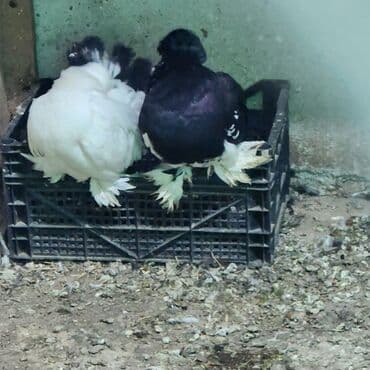 göyercin: Cins göyərçinlər – 2 ədəd - Növ: bəzək/şou tipli tüklü-pəncəli — 8