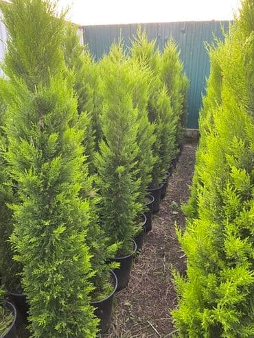 Buket güllər: 🌿 Satılır – Dekorativ Həyət və Bağ Bitkiləri 🌳 Həyət və bağların — 10