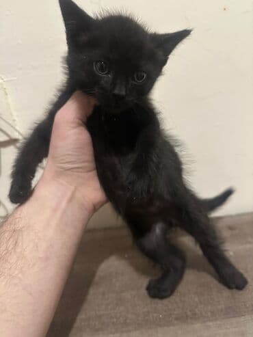 Gəmiricilər: Yaxşı əllərə — 4