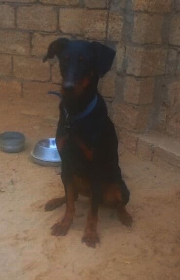 doberman satisi: Doberman, 9 ay, Erkek — 8