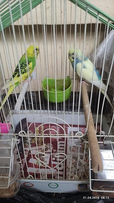 qurdbasar satisi: Pauqaylar satılır ev şəritinde saxlanılır — 4