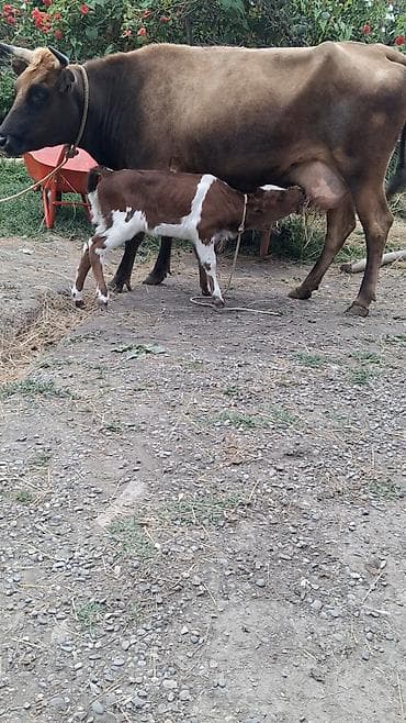it yemekleri satisi: Dişi, il: 9, Südlük, Ünvandan götürmə — 1