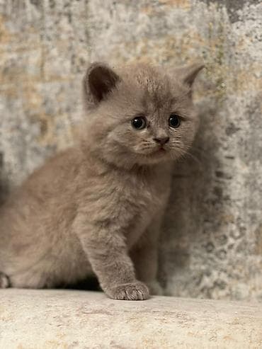 Akvariumlar: Şotland — 6