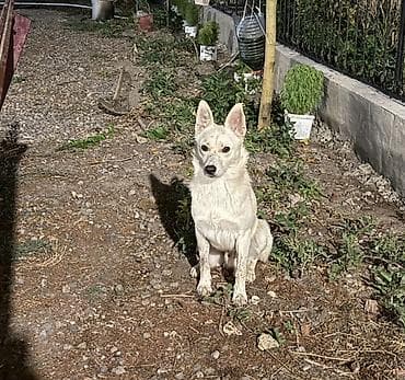 heyvan cantası: Yerli itnen zvanokun qarışıqıdı .heyeti yaxşı qoruyur çox celd — 4