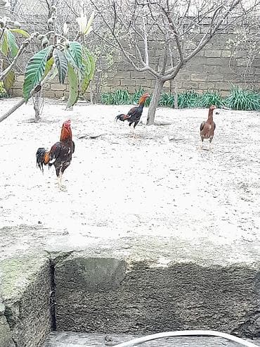 iri buynuzlu mal: Satılır: Karadeniz Turk xoruzu və feresi Safqanlı döyüş tipli — 4