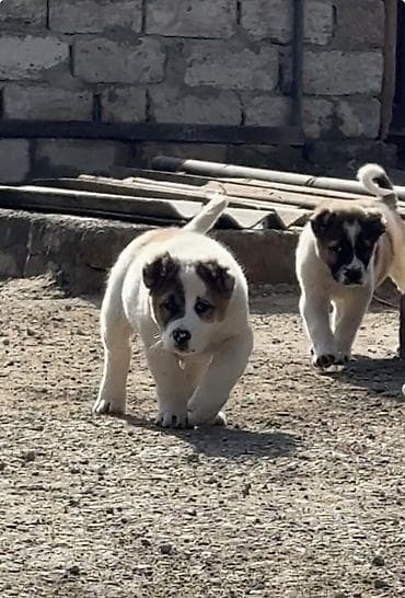 bala keçi: Alabay — 4