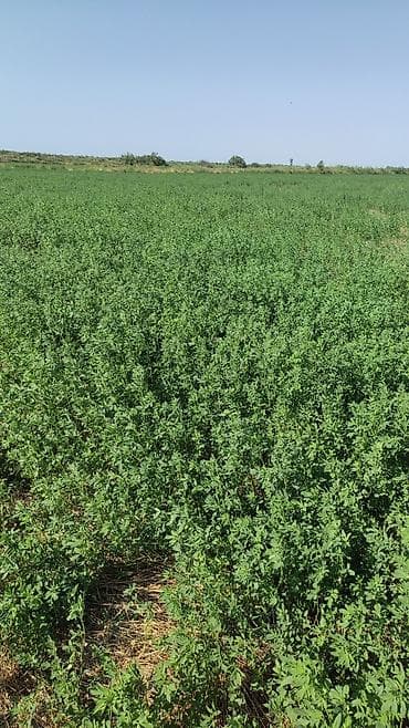 yem uyden: Yonca balyası - Məhsul: Yonca (Medicago sativa) – sahədən presslənmiş — 3