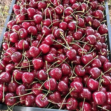 püstə ağacı satılır: Məhsul: Meyvə bağı (təsərrüfat sahəsi) Təsvir: - Səliqəli cərgələr — 9