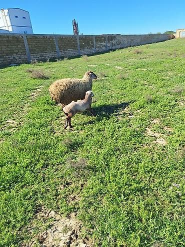 binə atciliq: 1ci qadınına toxludu hələ dişdə dəyişməyib balası dişdi — 1