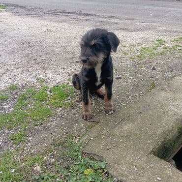 xasqi itler: Peyvəndli — 4