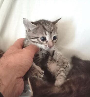 Akvarium aksessuar və ləvazimatları: Tabbi, Yaxşı əllərə — 2