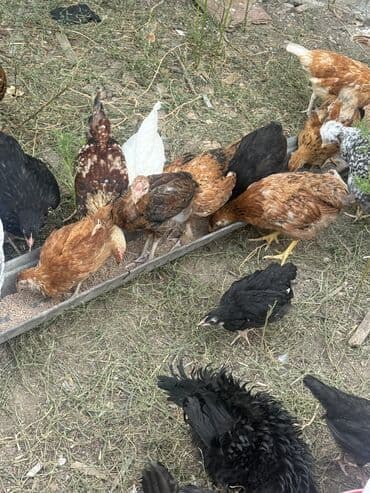 feniks quşu: 3 aylıq kend beçeleri — 3