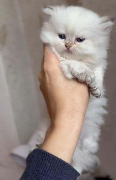 şinşila pişik haqqında məlumat: Yaxşı əllərə — 6