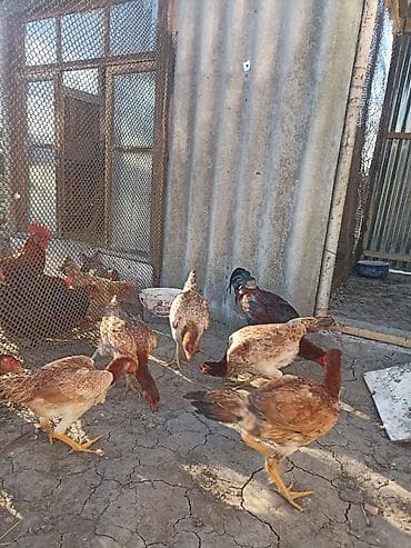 Kom heyratı satılır.1 xoruz(cinsi ata sarmasıq ana 1200-dük),3